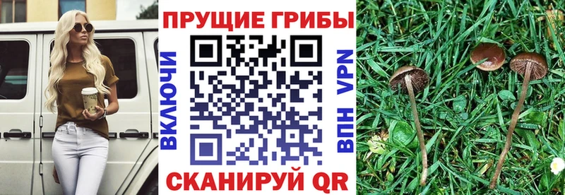 Купить где  Бутурлиновка  Галлюциногенные грибы MAGIC MUSHROOMS 